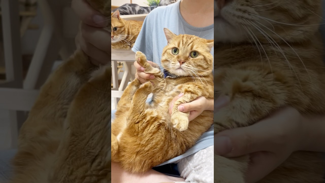 『ひき肉ダンス』を踊ってる茶々パパのことをじっと見つめてるぽちゃくん #猫 #マンチカン #shorts