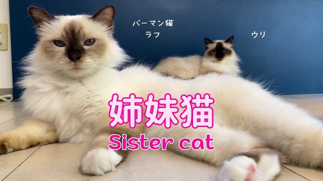 バーマン猫ウリとラフ【姉妹猫】Sister cat（バーマン猫）Birman/Cat