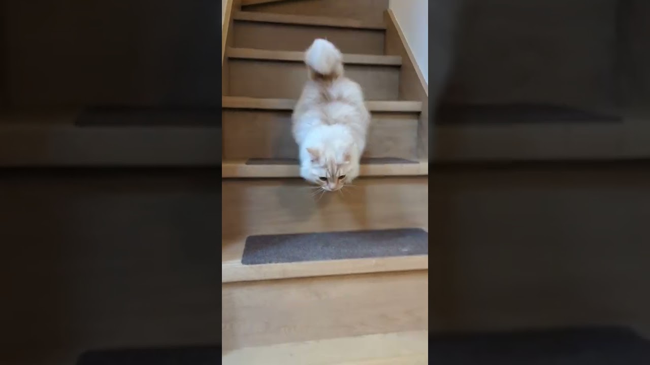うちの長毛マンチカンの階段を降りる様子 #猫 #cat #マンチカン
