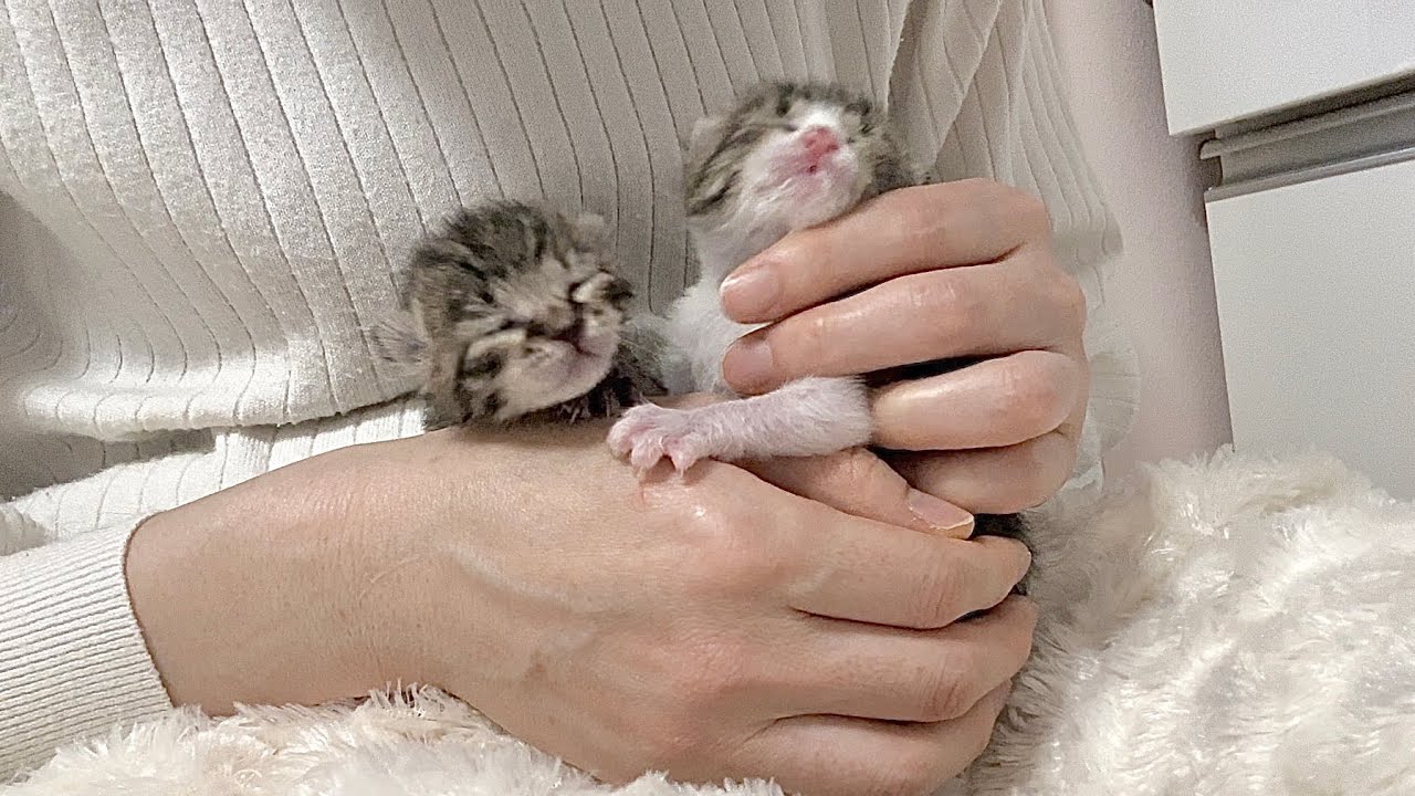 生後6日 ふれあいタイムが嬉しすぎて延長を希望する赤ちゃん猫 【山菜兄妹#5】Baby cats are happy to be petted. 子猫