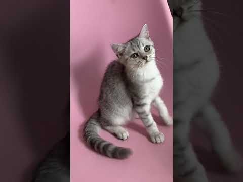 スコティッシュフォールド ショート（ブルーシルバー）の女の子♡
