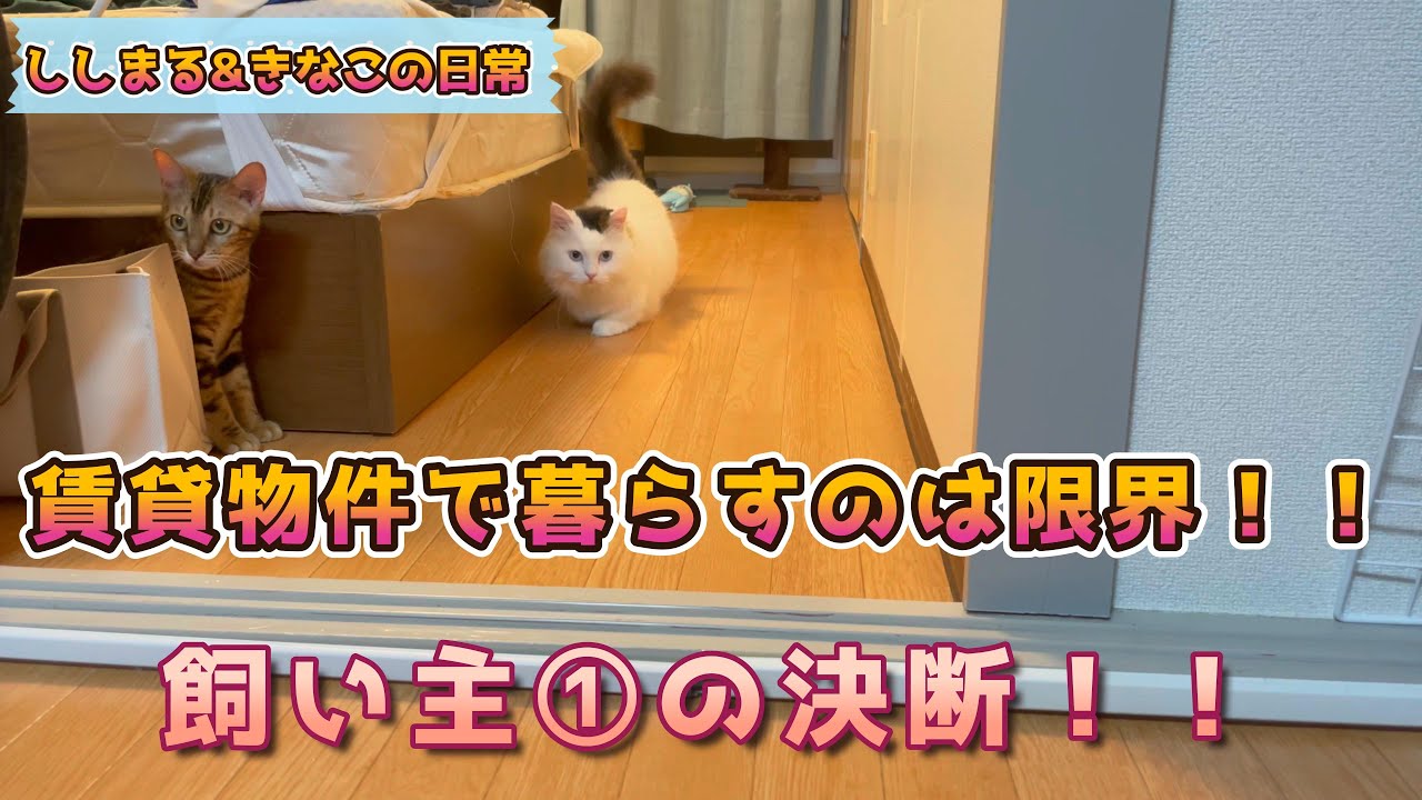 【短足マンチカン&ベンガル仔猫】賃貸物件で多頭飼いは辛い。飼い主の決断