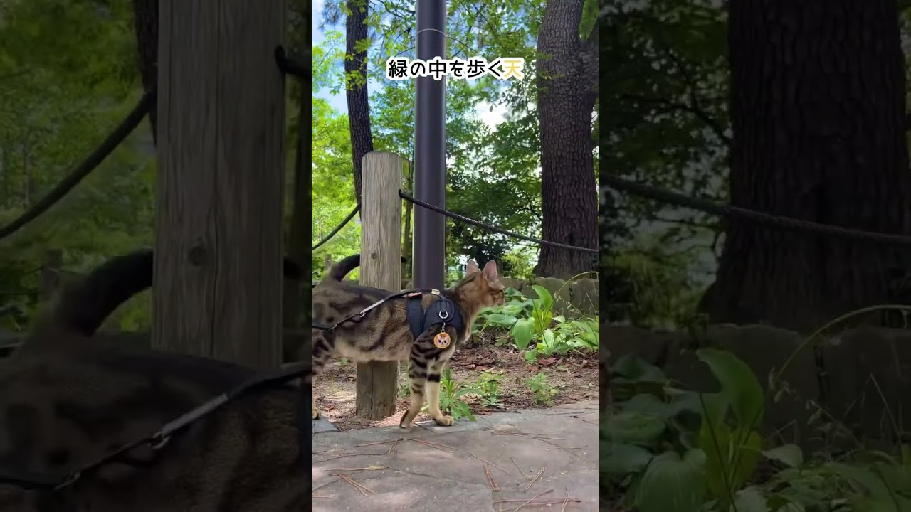 【ベンガル×シンガプーラ】自然に溶け込む猫【＃shorts】