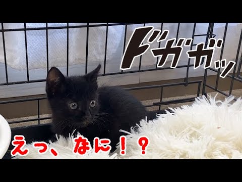 突然の大きな音にビックリする子猫がかわいい