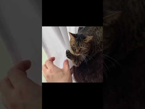 カーテンに引っ掛かっている凶暴猫を救出しようとしたら...