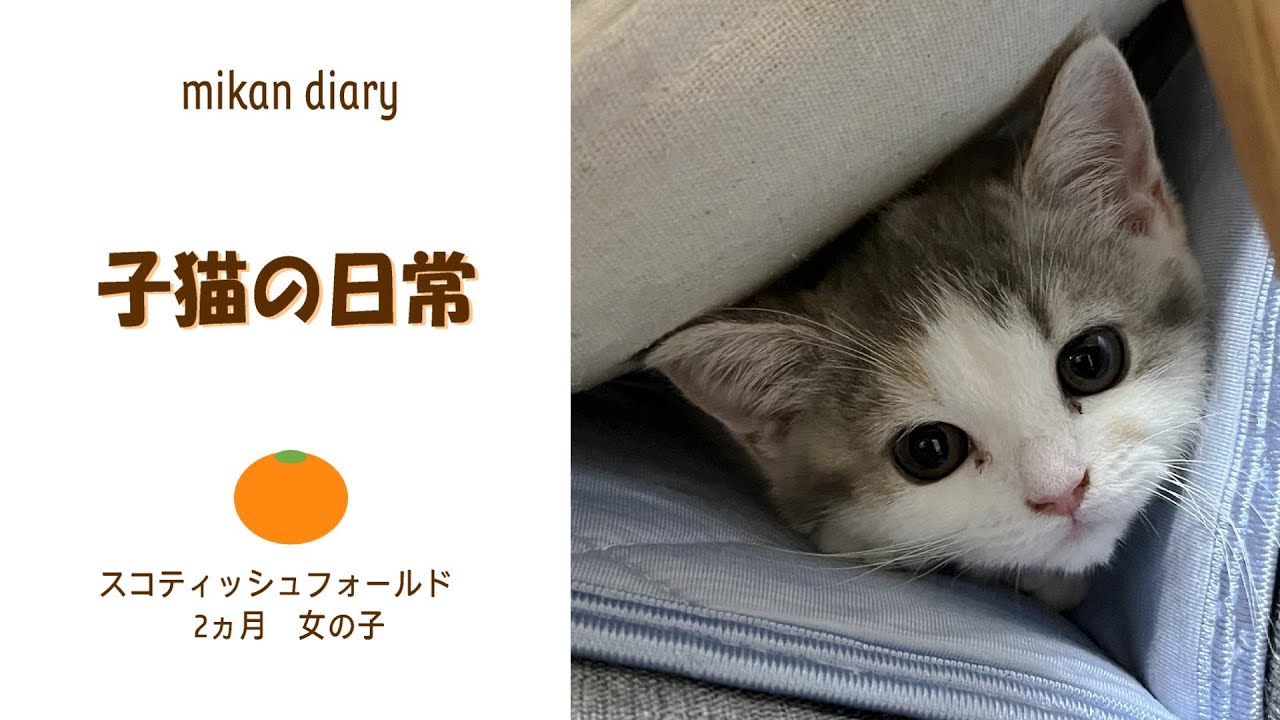 【スコティッシュフォールド】子猫の日常　かくれんぼ・へそ天でお昼寝・1人運動会