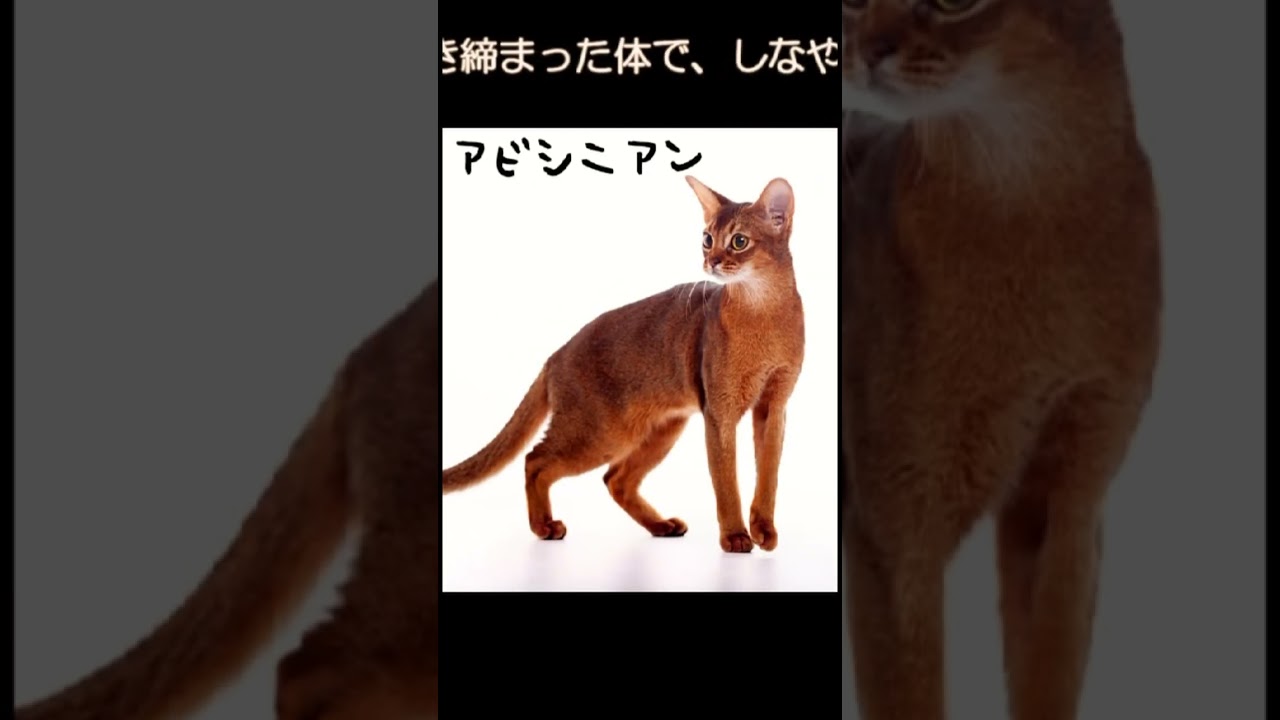 新入部員✨アビシニアンの『りん』ちゃん🐈#子犬の里親 ＃里親募集 #福岡猫の里親募集  #保護活動筑豊​​ #ちび天​ #保護猫​​​ #保護犬​​​ #猫​ #福岡犬の里親募集 #拡散希望