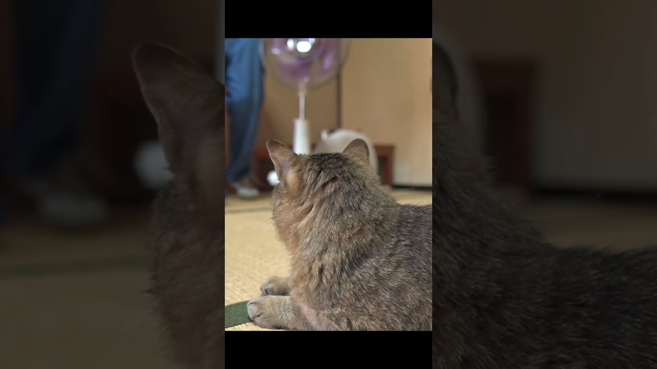 初めて扇風機を見た元野良猫の反応が可愛すぎる #shorts  #野良猫 #元野良猫