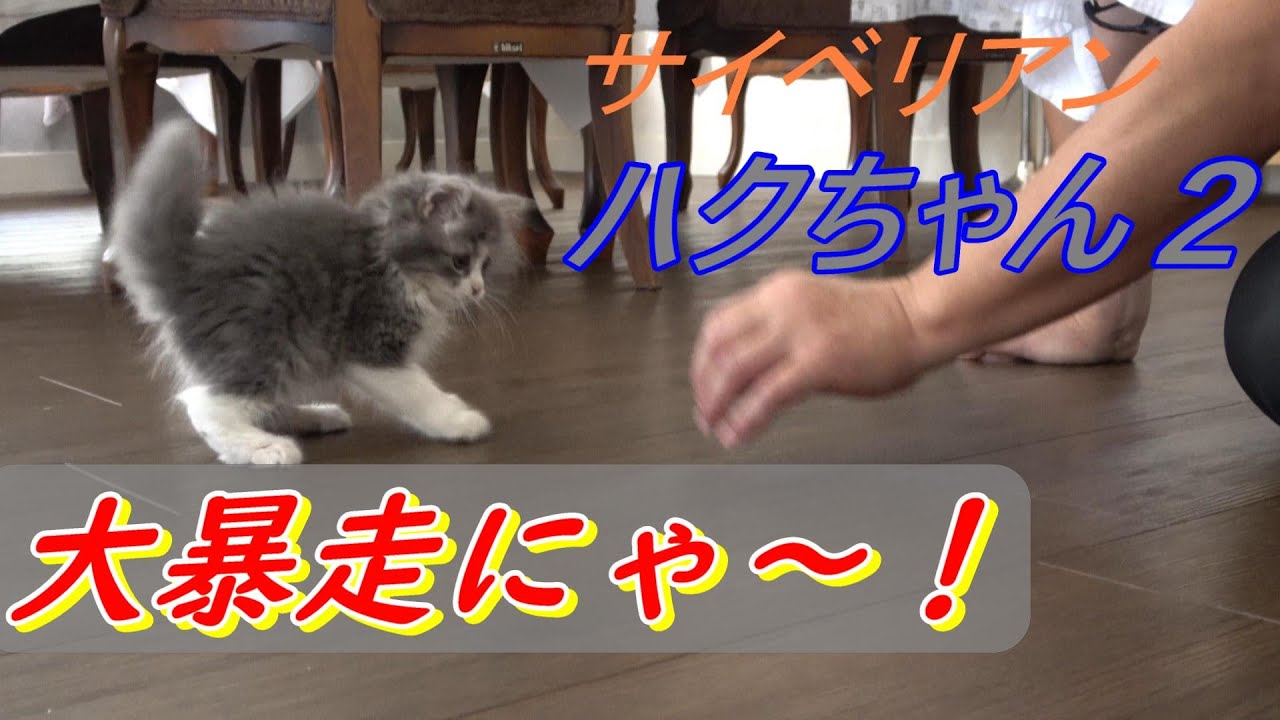 サイベリアン ハクちゃんの大暴走にゃあ!