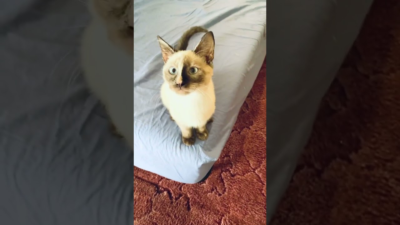 How my Siamese kitten begs for food