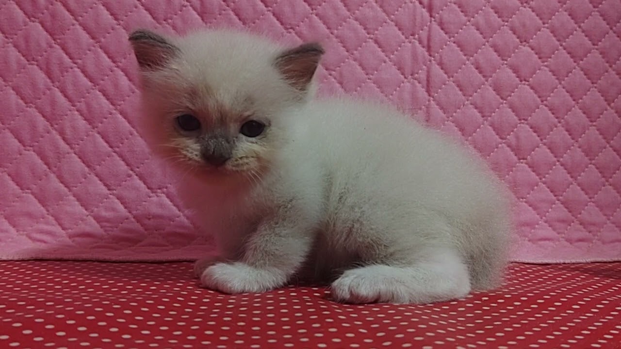 #ラグドール#ブルーポイントミデット#08/09 2023生まれ女の子