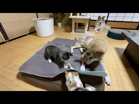 おやつのカサカサ音ですっ飛んでくる子猫と老犬むぎとの日常😂