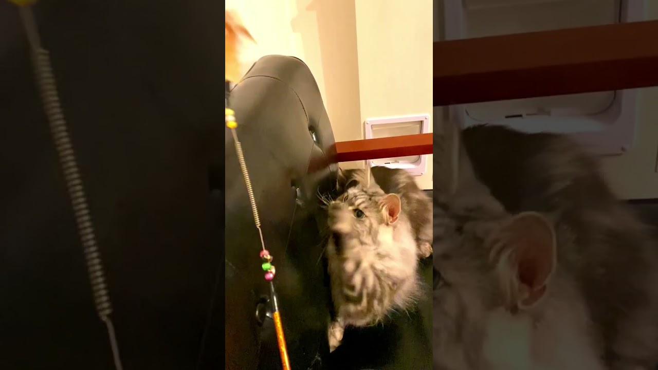 【メインクーン】ダイソーの100均おもちゃに満足する猫/[Maine Coon] Cat satisfied with Daiso's 100 yen toys #shorts