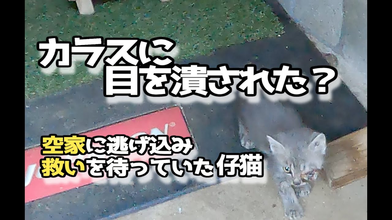 カラスに襲われ、救いを求めて空家に逃げ込んでいた仔猫＃kitten＃cat＃子猫