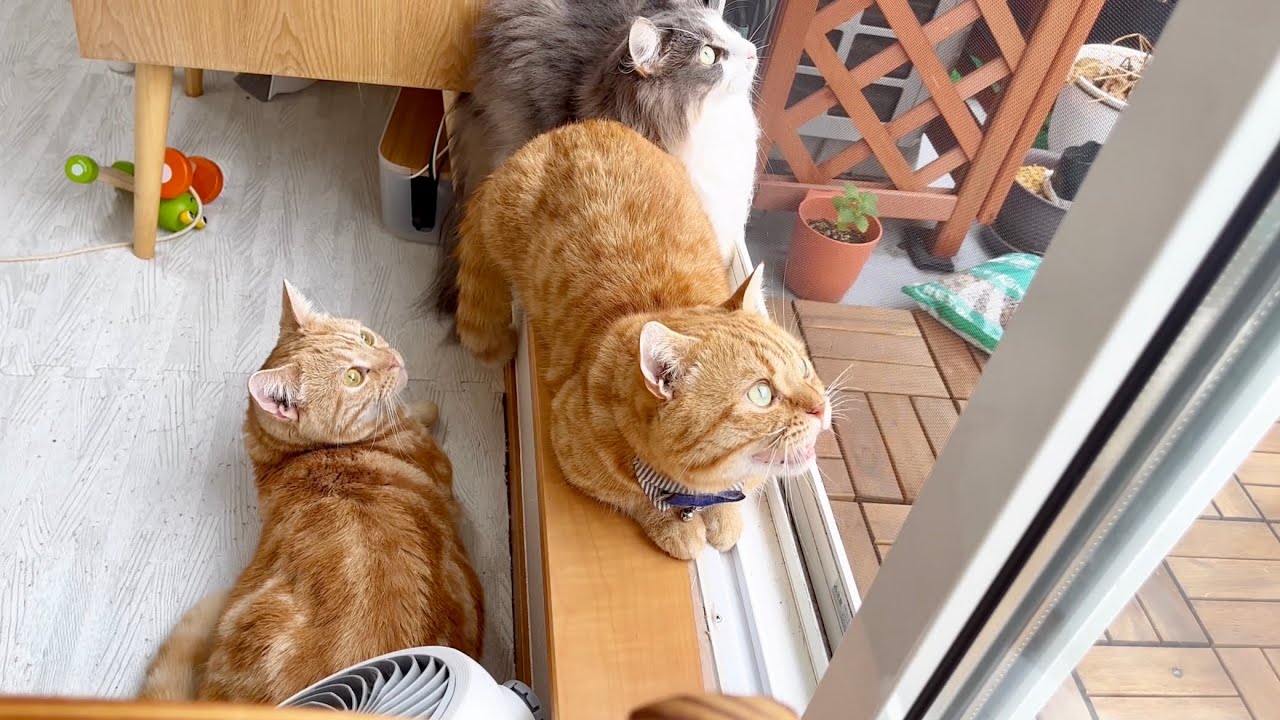 鳩さんを警戒するニャルソック部隊！ #猫 #マンチカン