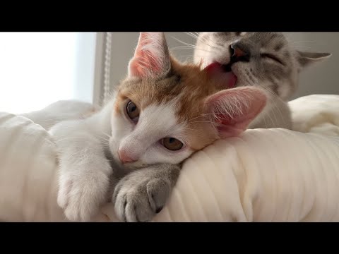 大人の猫が子猫を寝かしつけようとしたらこうなっちゃいました。