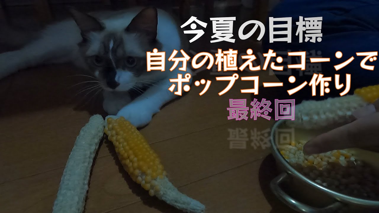 【猫】【ポップコーン】ポップコーン作りをしました。　#子猫　#ヒマラヤン　#ラグドール　#猫