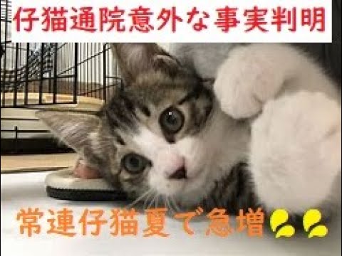 【脱腸子猫通院で、、意外なことが判明】いつの間にか常連になった子猫たち🐈🐈🐈