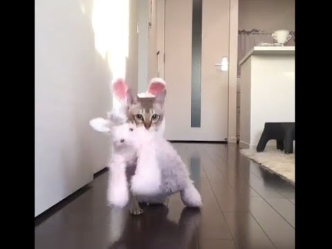 Adorable Cat Carry Her Toys