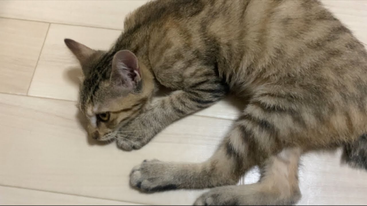 【緊急保護】花火大会で保護した子猫をお風呂に入れたら驚きの変化…