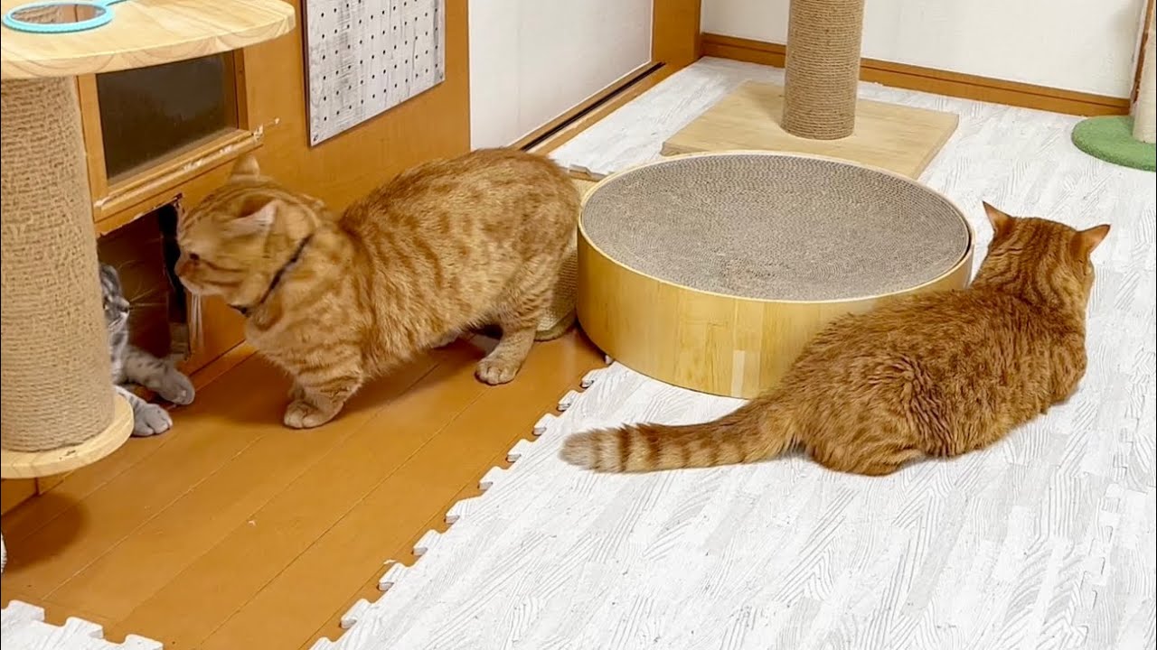 大運動会に巻き込まれないようにリビングからの脱出を図る茶々パパと何故か脱出を阻止しようとするおぎんくん #猫 #マンチカン