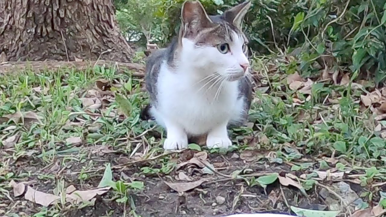 公園地域猫　公園猫の昼下がりの日常風景　Everyday scenery of the park cat in the early afternoon　Vol.692