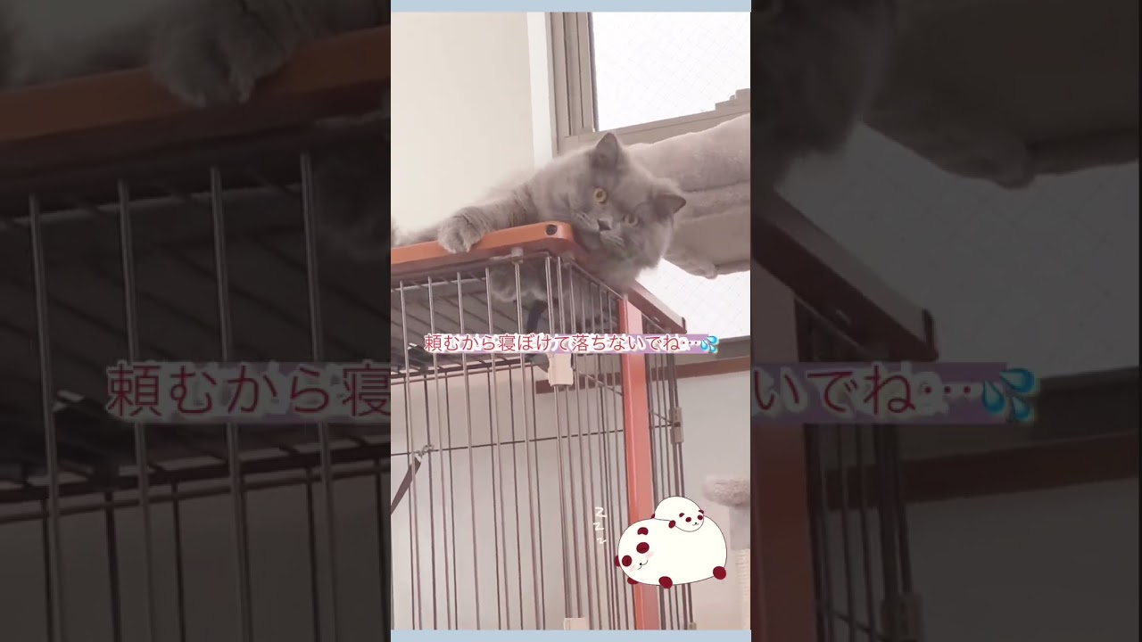 2階建てのケージを買ったつもりが…。ブリティッシュロングヘア　#shorts