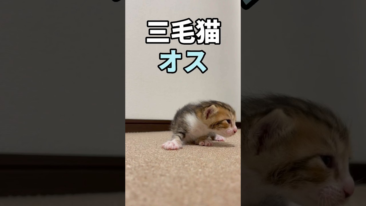 三毛猫のオス？野良猫が生んだ子猫は、ほぼウリ坊… #shorts