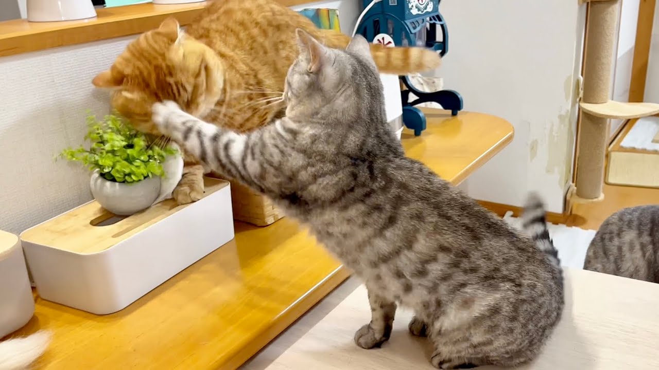 お腹が空いたポッポママのことは誰も止められない！ #猫 #マンチカン