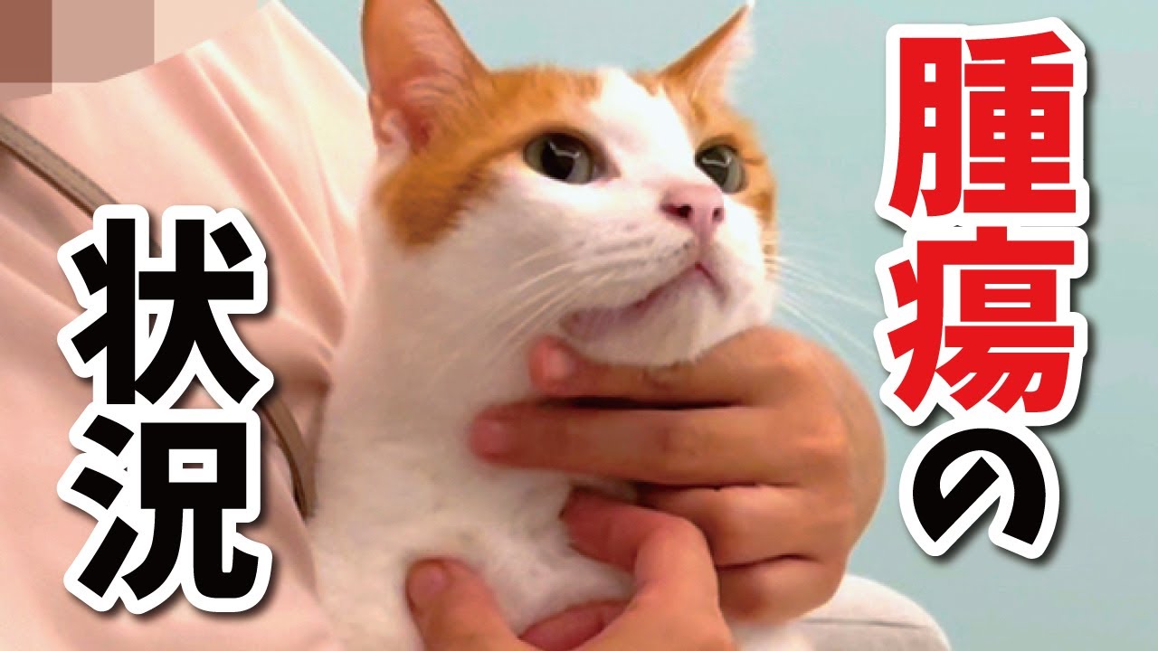 師匠の首のできものについて経過報告