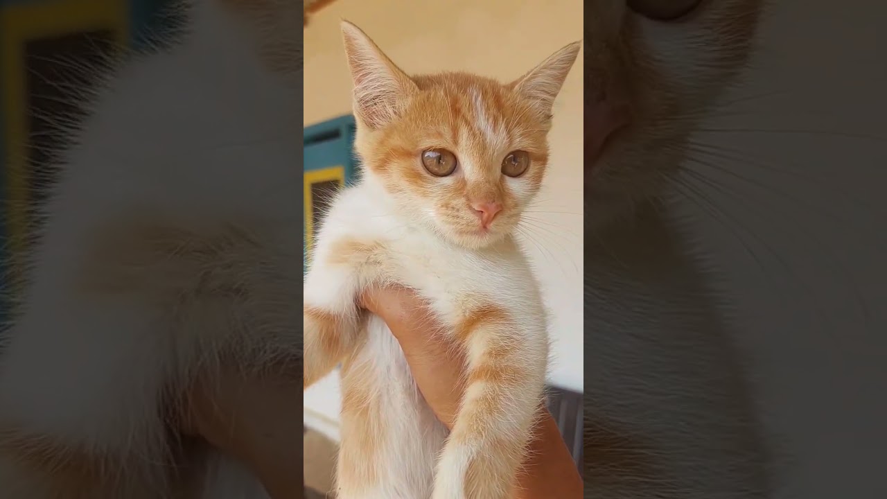 Si Oyen Comel Pengen Fpy Guys 😂