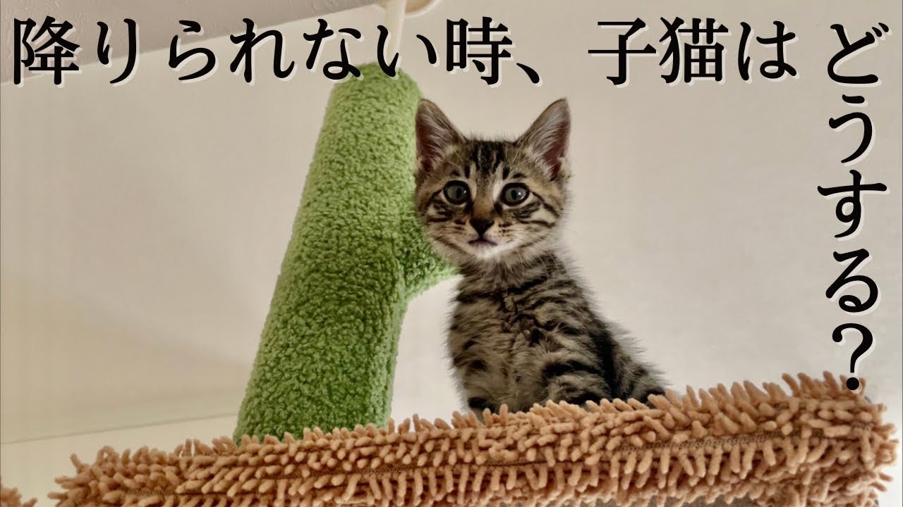 【登頂】子猫がとった行動。助けを呼ぶ子猫🐈