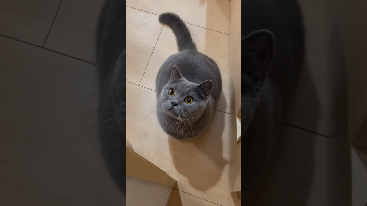 手を壁にかけると猫がこうなります#shorts #猫 #ブリティッシュショートヘア #cat #britishshorthair