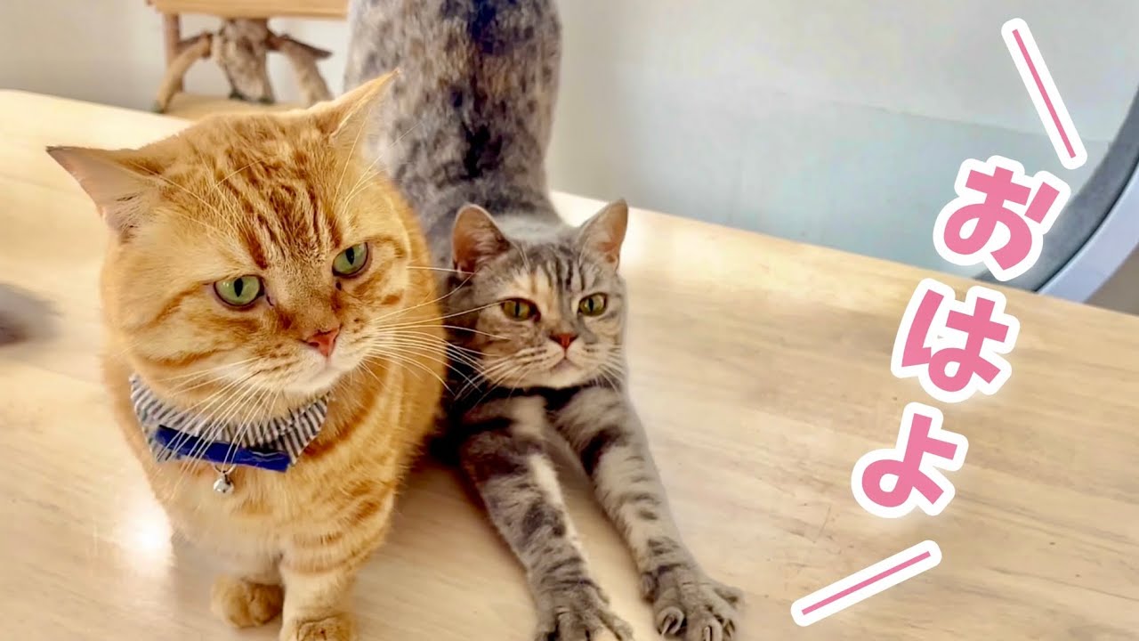 39歳になって最初の朝。改めてみんなに『おはよう』のあいさつをしました #猫 #マンチカン