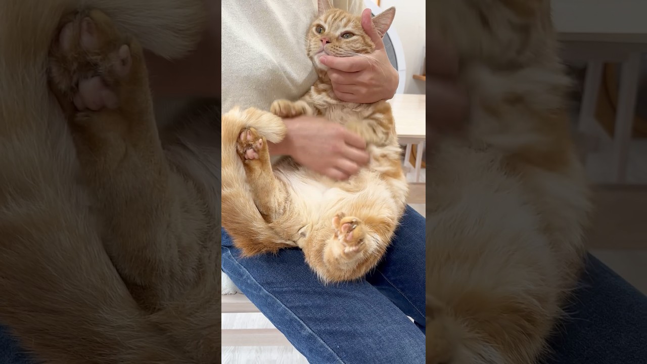 ふわふわギター【愛しのちゃーぼー】 #猫 #マンチカン #shorts