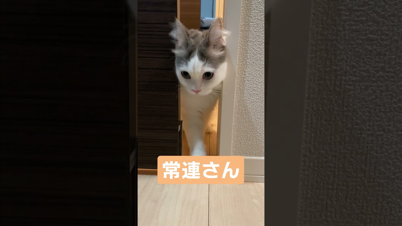 大将ぉ〜🏮 #ragamuffin #cat #ラガマフィン #猫 #shorts