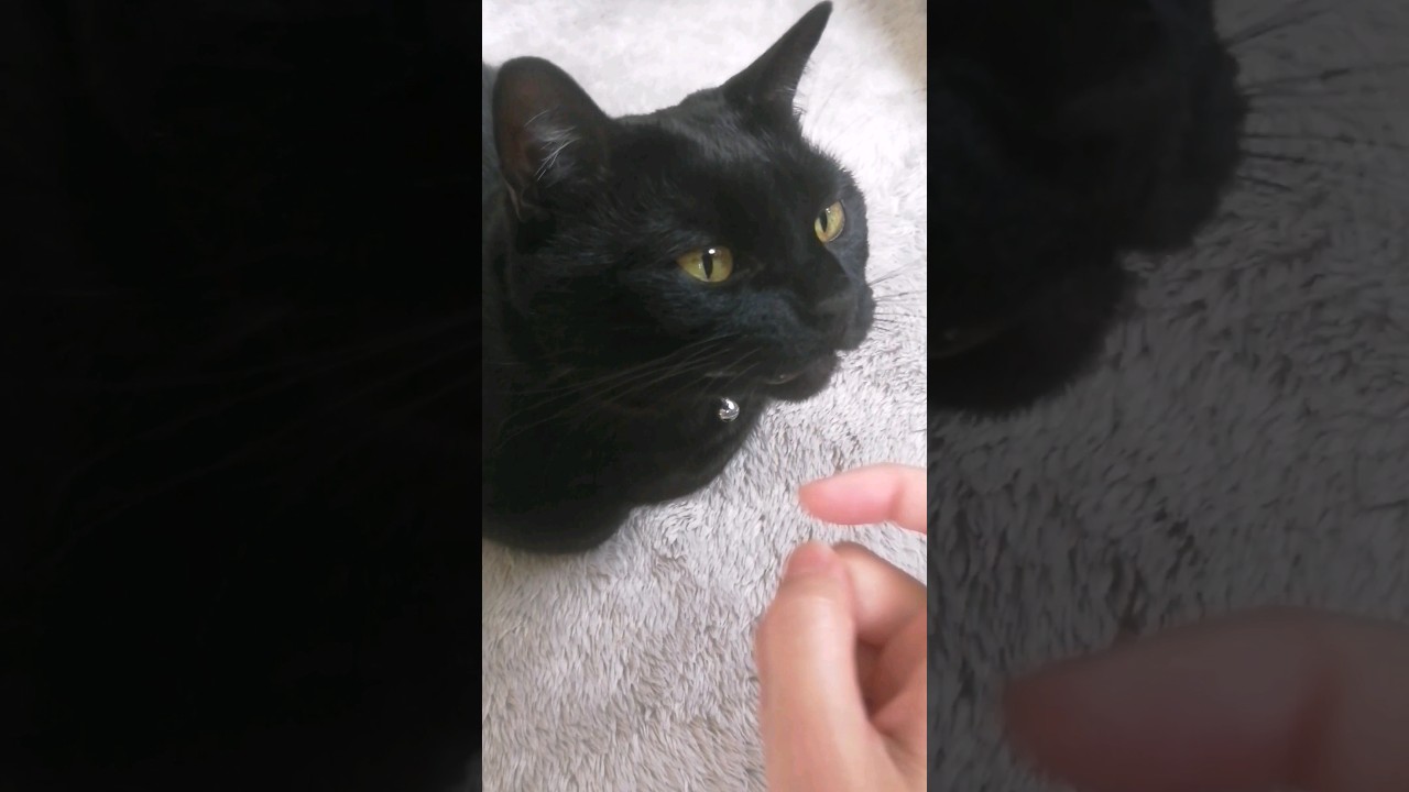 鼻を触ろうとしたら噛みつこうとする黒猫ラムにゃん