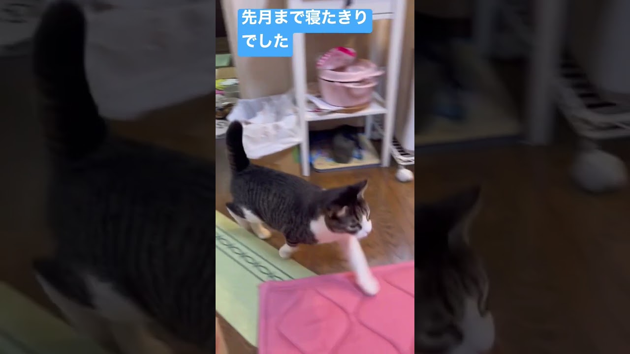 寝たきりだった猫が歩けるようになりました#shorts
