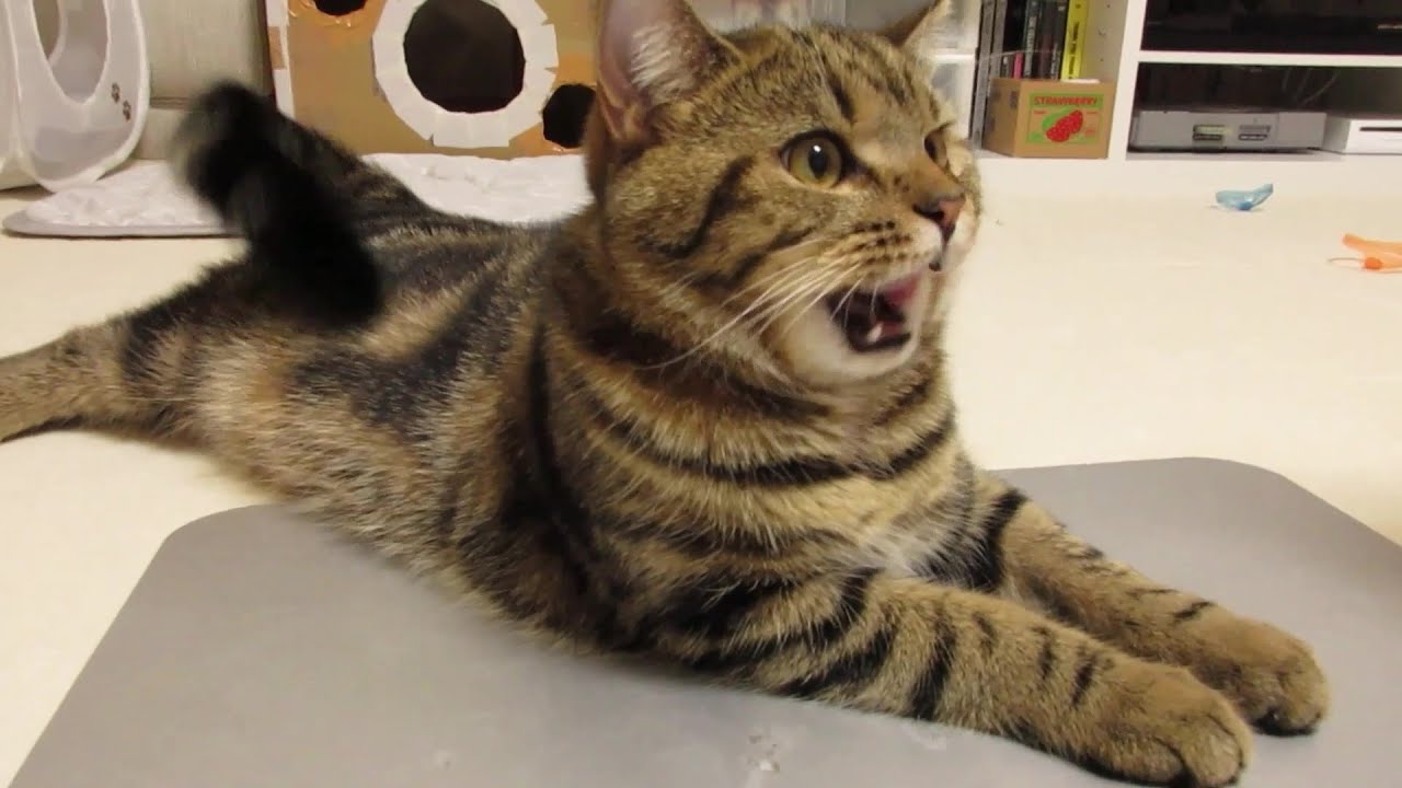 😻スコ猫ウリ～「あっ❕❔」な瞬間🧡