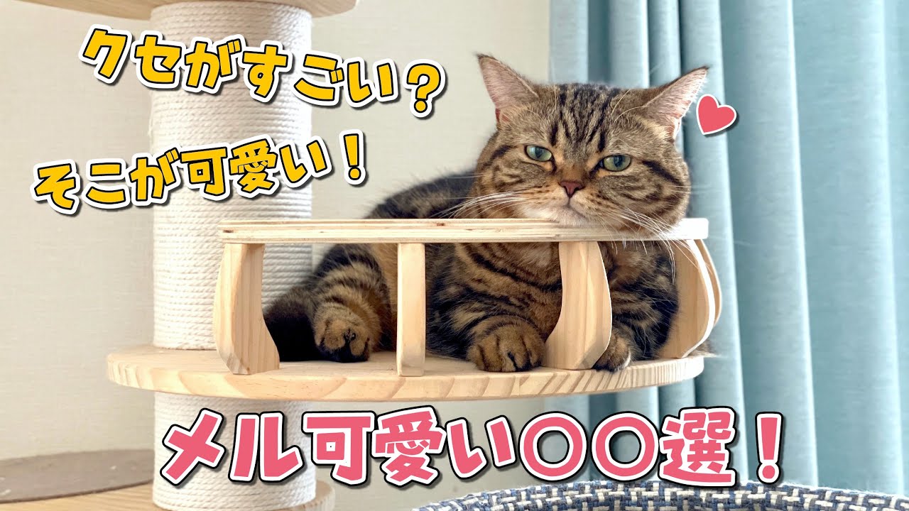 【祝２歳】メルの可愛いところ集めました！