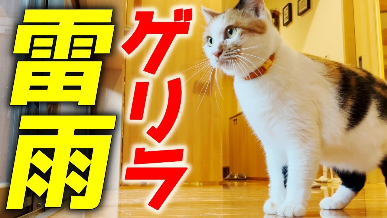 突然の激しい雷雨！落ち着くまで三毛母猫達を家の中に避難させました［三毛母猫と子猫］