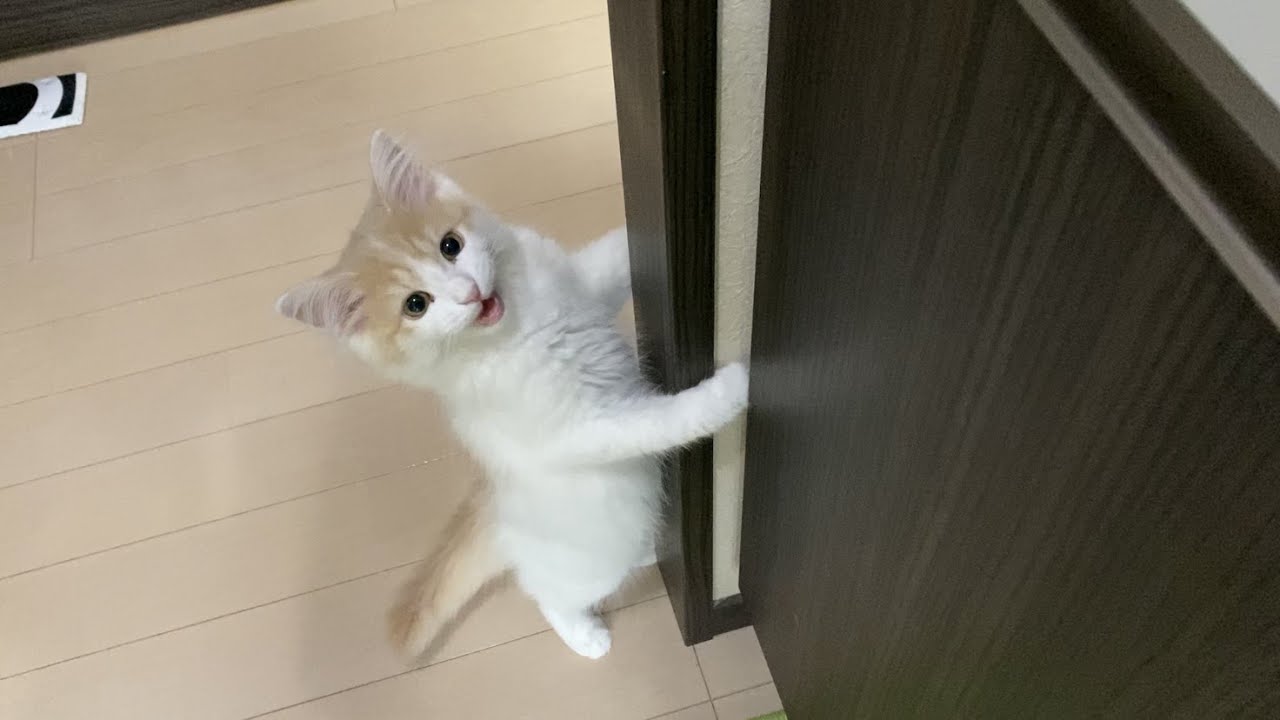 ご飯を待ちきれなくて子猫ちゃんがこうなっちゃいました（鳴き声あり）