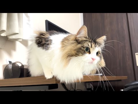 ノルウェージャンの猫がハイテンションで暴れ回った結果…