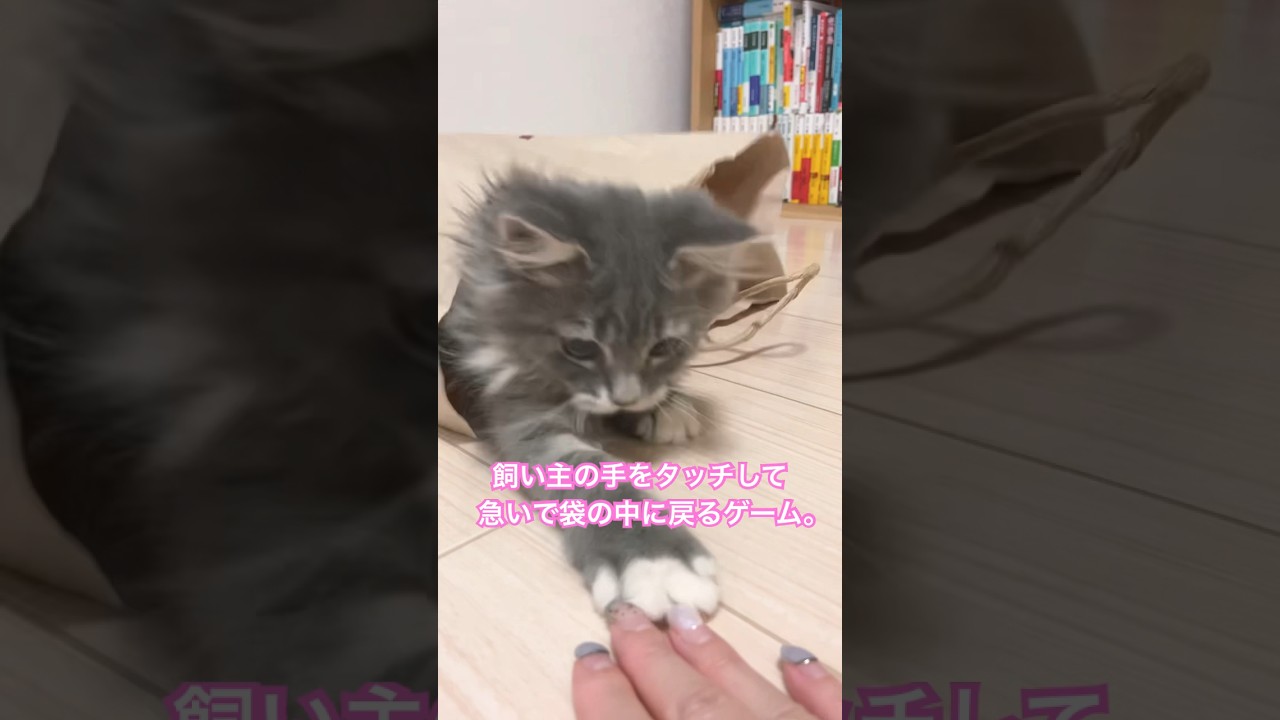 サイベリアンの子猫、独特すぎる紙袋を使った遊び方。#shorts #猫 #サイベリアン