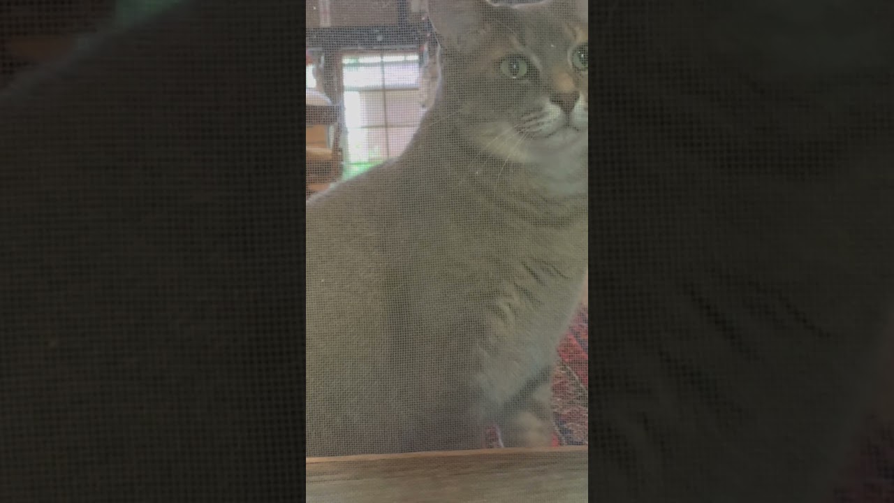 お留守番は苦手な猫① #さっちゃん #保護猫 #風の猫 #猫