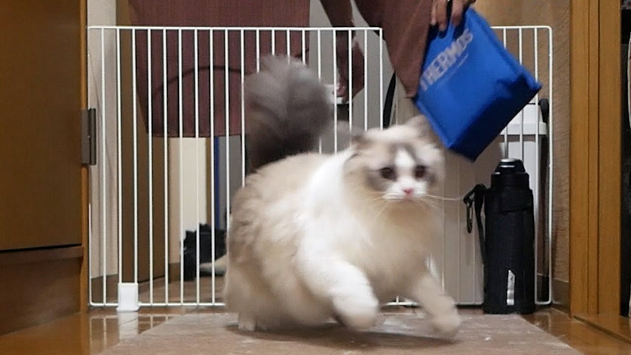 ビックリしてダッシュで逃げるビビリな性格のラグドールのんちゃん