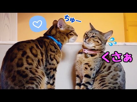 パパがウザいけど大好きなファザコン娘猫リンちゃん