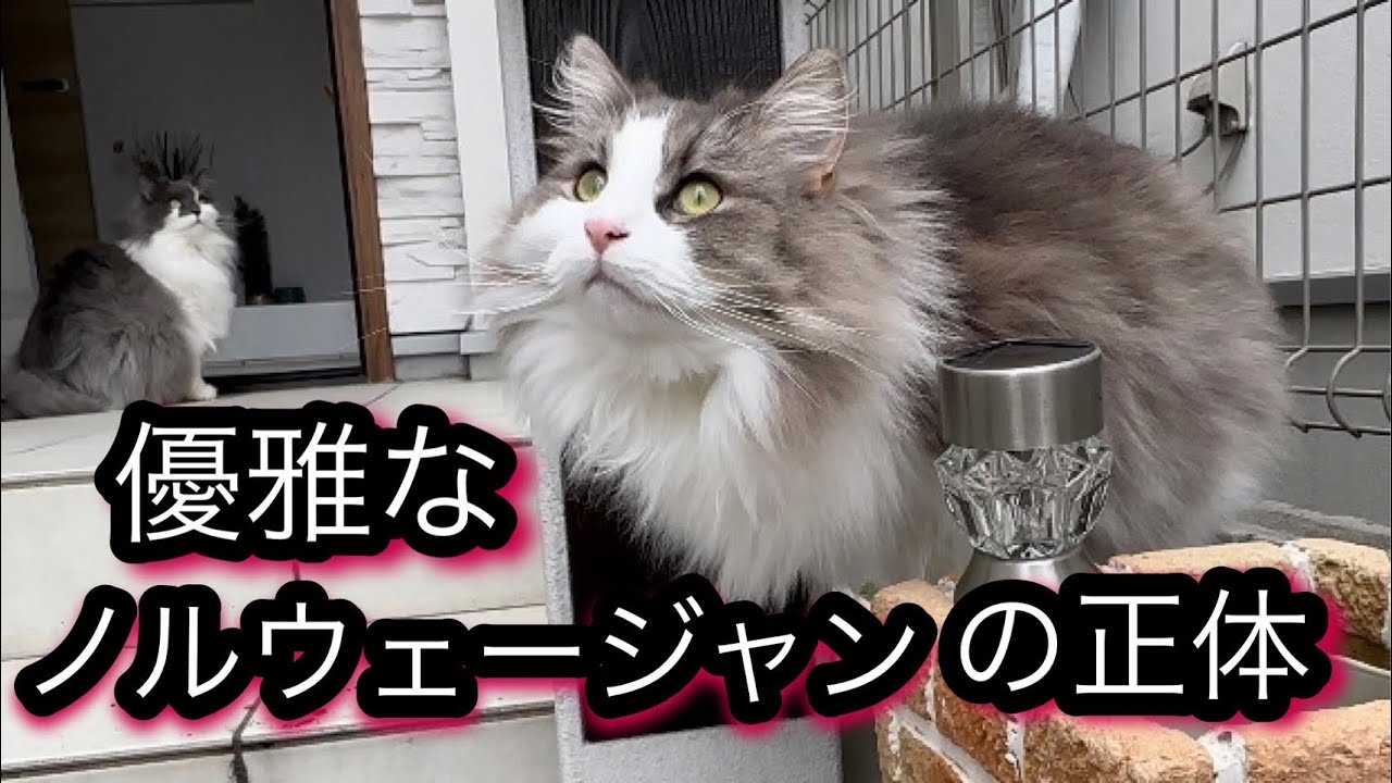 北欧の優雅な猫ノルウェージャンフォレストキャットの正体を暴く‼️