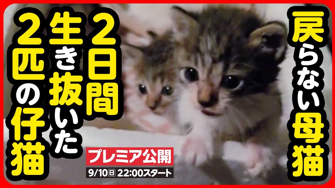 【子猫 保護】お母さん、お腹が減ったよ...必死に鳴き続けた2匹の子猫を緊急保護しました
