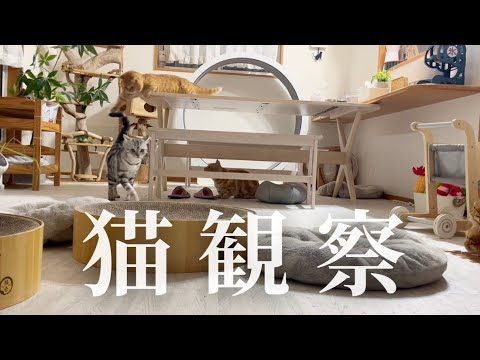 猫、観察 #猫 #マンチカン